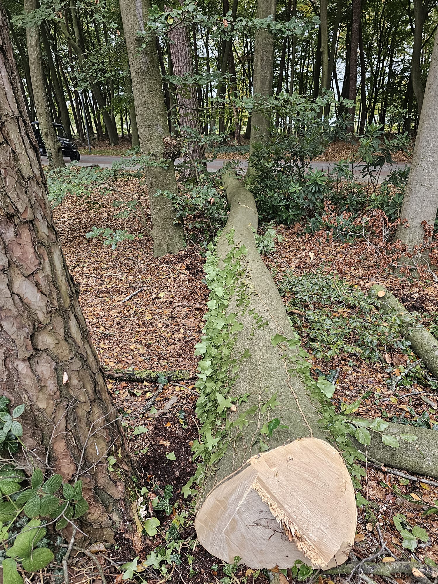 service single images