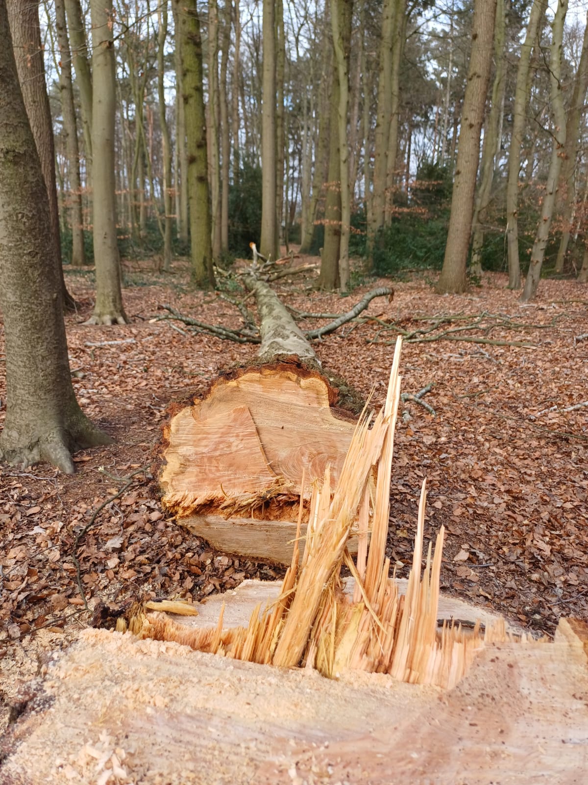 service single images